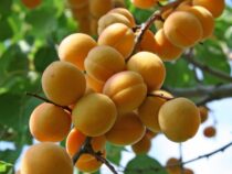Цены на абрикосы упали из-за высоких цен на сахар в соседних странах