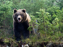 Медведь напал на человека  в Ошской области