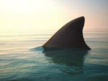В Турции отдыхающие отбились от «акулы» шваброй