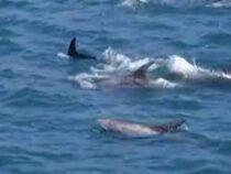 Побережье Вальпараисо заполонили дельфины