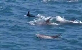 Побережье Вальпараисо заполонили дельфины