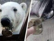 Белый медведь нашел банку сгущенки и оказался в ловушке
