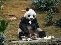 Старейший в мире самец панды умер в Гонконге