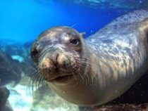 Морским львам из Берлинского зоопарка в бассейн кинули «ледяные бомбы»