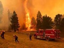 Лесные пожары в Калифорнии уничтожили более 5 тысяч гектаров