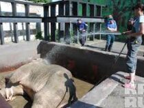 Дождь из шланга – теперь самая любимая процедура для слонов в сербском зоопарке