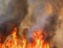 Лесовосстановительная компания случайно сожгла 14 тыс. гектаров леса в Испании