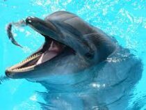 Агрессивный дельфин укусил десять человек в Японии