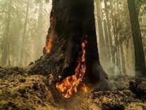 Гигантские секвойи охвачены пожаром в США