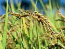 Фермеры Италии могут потерять до 40% урожая риса