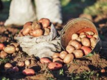 Фермеры Кыргызстана начнут получать кредиты под залог урожая