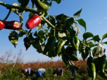 Фермеры в Кыргызстане удвоили урожай болгарского перца