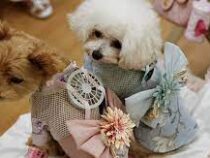 Для кошек и собак в Японии создали одежду с вентиляторами