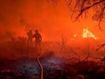 Около семи тысяч гектаров земли сгорело из-за лесных пожаров в  Испании