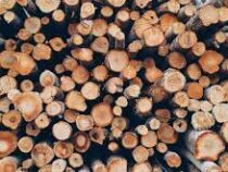 В Голландии начали массово скупать дрова из-за энергокризиса
