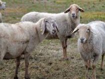 Испания борется с пожаром с помощью овец