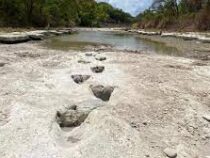 Следы динозавров обнаружили в русле пересохшей реки в Техасе