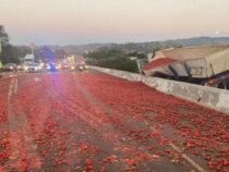 150 тысяч помидоров выпали из грузовика в США и вызвали хаос на шоссе
