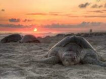Аномальная жара оставила Флориду без черепах-самцов