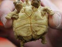 Черепаха с двумя головами впервые родилась в Нидерландах