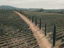 Рекордная засуха угрожает урожаю оливы и винограда в Италии