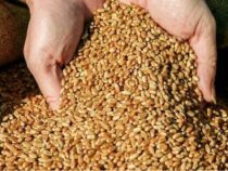 Минсельхоз предлагает ввести временный запрет на вывоз пшеницы