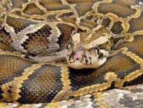 В США проходит конкурс по отлову змей
