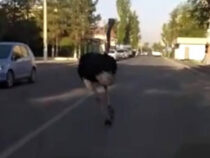 Бегающий по улицам страус удивил и напугал бишкекчан