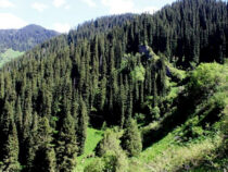 В Кыргызстане насчитывается больше 1 миллиона гектаров леса