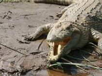 Крокодилы-«зомби» оккупировали реку в Бразилии