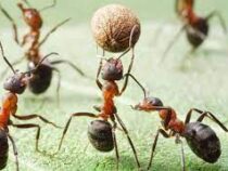Энтомологи насчитали 20 квадриллионов муравьев на Земле
