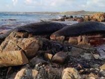 Кашалоты массово выбрасываются на берег в Австралии
