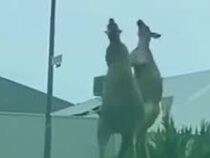 Два кенгуру устроили ожесточенный бой на дорожном перекрестке