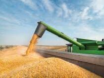 Казахстан снял ограничения на вывоз зерна и муки