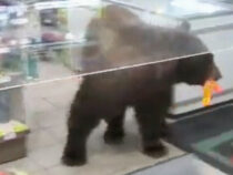 В США медведь зашел в магазин и украл конфеты