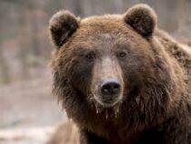 В США медведь испортил день рождения ребенка