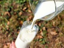 В Кыргызстане увеличилось производство молока