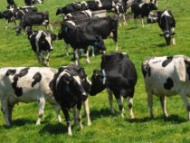 В Кыргызстане самый дорогой скот среди стран ЕАЭС