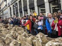 Парад овец и коз прошёл в Мадриде