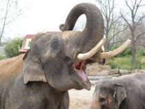 В Индии 44 слона затоптали мужчину, отомстив за убийство слоненка
