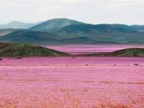 Чилийский феномен превратят в национальный парк
