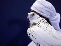 На международной выставке в Абу-Даби с молотка ушел уникальный ультрабелый сокол
