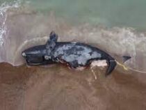 Массовая гибель китов в Аргентине вызывает беспокойство у учёных