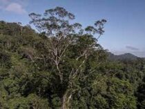 Ученые впервые добрались до дерева в Амазонии высотой с 25-этажный дом