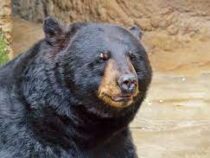 Жительница США подралась с черным медведем-барибалом