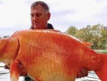Рыбак выловил во французском озере одну из крупнейших в мире золотых рыбок
