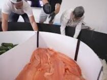 Самый большой в мире суши-ролл приготовили американские повара