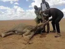 205 слонов погибли из-за засухи в Кении