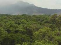 Леса Мозамбика возрождают с помощью кофейных деревьев