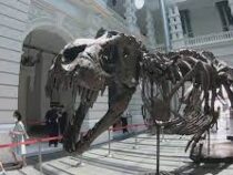 Скелет тираннозавра выставят на аукционе в Азии